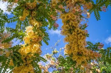 Green Tree with Yellow Flowers with Turquoise Blue Sky Above.