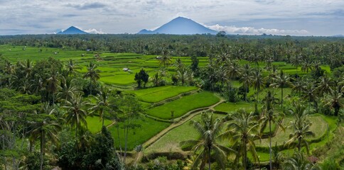 Lush rice terraces cascade across the landscape in Bali. Farmers cultivate the land, ensuring food...
