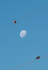 birds and moon at blue sky