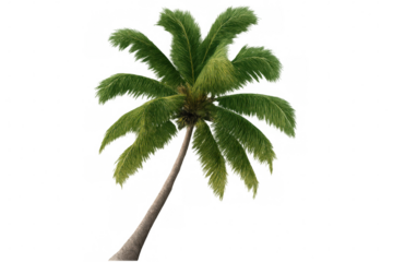 Photorealistic 3d coconut palm tree rendering, transparent background, ideal for tropical design and travel graphics