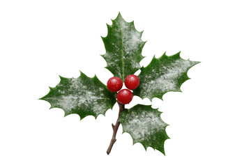 Frosty holly leaves adorned with red berries against transparent backdrop, capturing winter holiday spirit in crisp seasonal design