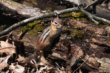 Eastern Chipmunk (Tamias striatus) Perched On Mossy Log