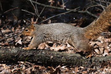 Fox Squirrel (Sciurus niger) Running Across Small Rotting Branch