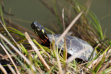 Midland Painted Turtle (Chrysemys picta marginata) Close Up Basking In Wetland Grass With Head Out Of Shell