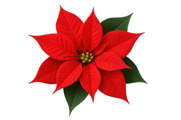 Vivid red poinsettia bloom blooming against transparent backdrop, highlighting festive botanical seasonal greenery