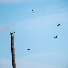 Tree Swallows (Tachycineta bicolor) Flying Around Dead Tree With Some Perched © Albert Jackson