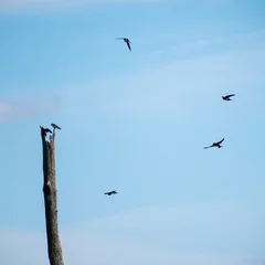 Fotobehang Vogels Tree Swallows (Tachycineta bicolor) Flying Around Dead Tree With Some Perched  © Albert Jackson