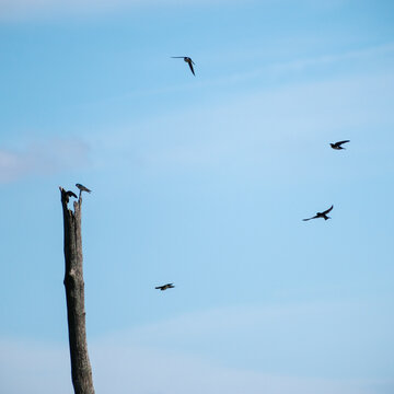 Tree Swallows (Tachycineta bicolor) Flying Around Dead Tree With Some Perched