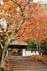 晩秋の京都 安楽寺の紅葉　Autumn leaves at Anrakuji Temple in Kyoto in late autumn