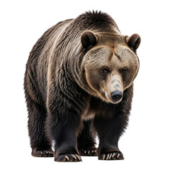 A wild, furry brown bear cub, a dangerous ursus arctos mammal, isolated on white