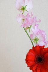 スイートピーとガーベラ