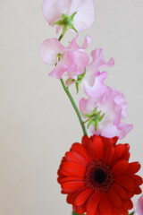 ガーベラとスイートピー