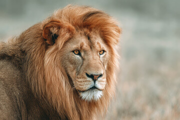 create series of portraits featuring top  animals against minimalist backdrop with bokeh effects