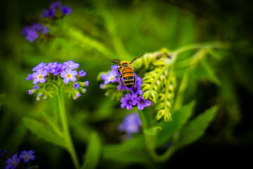 bee on a purple flower