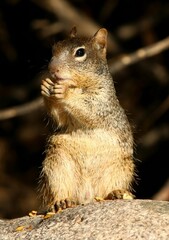 Squirrel 