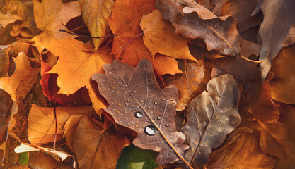 Autumn leaves on the ground.  Golden autumn, good autumn weather and mood.