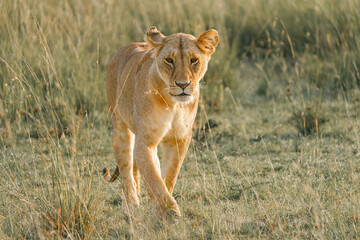 Lions on the East African savanna