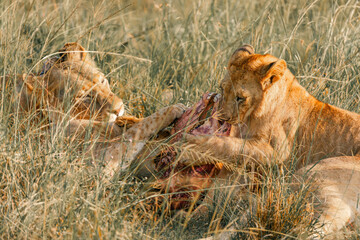 Lions on the East African savanna