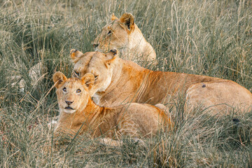Lions on the East African savanna
