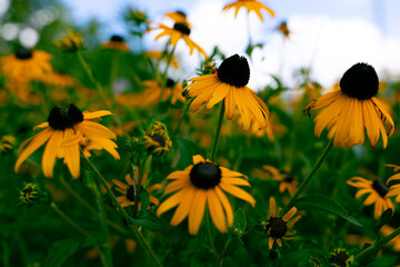 yellow flowers in the field