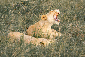 Lions on the East African savanna