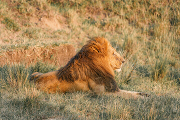 Lions on the East African savanna