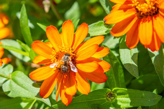 Bee pollinating orange zinnia flower in garden