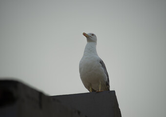 Gaviota encima de edificio 