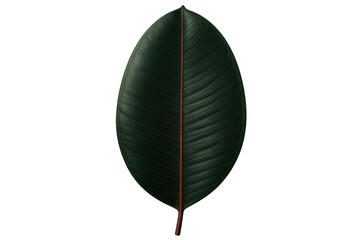 Vibrant red center vein splitting dark green rubber plant leaf, backlit against transparent backdrop, showcasing botanical detail