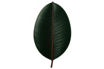 Vibrant red center vein splitting dark green rubber plant leaf, backlit against transparent backdrop, showcasing botanical detail