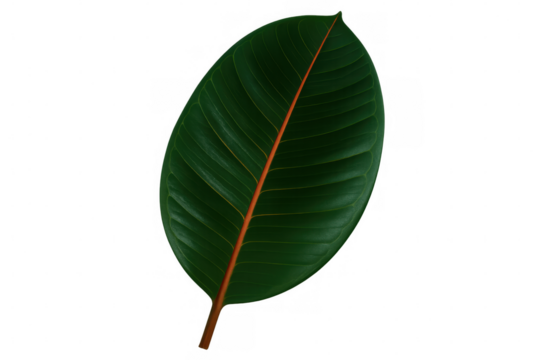 Single, isolated green leaf with prominent orange vein, set against a transparent background, perfect for nature-themed designs - Powered by Adobe