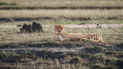 Cheetahs on the East African savanna © Zhengyu