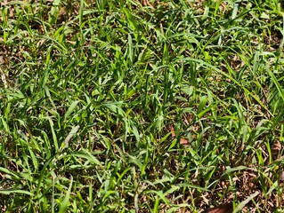 Lush Green Grass on a Sunny Day, Close Up View of a Vibrant Green Lawn