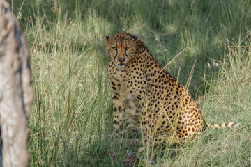 Cheetahs on the East African savanna
