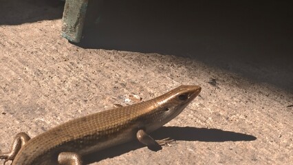 A Curious Skink Sunbathes on Concrete Slab, Copper-Toned Lizard Pauses, Casting Shadow