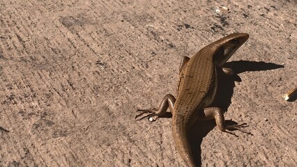 Skink Sunbathing on Concrete, A Detailed View of a Lizard Resting on a Rough Surface