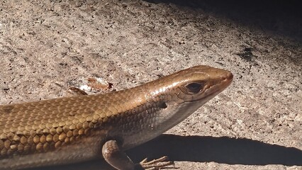 Skink lizard basking on a concrete surface, closeup of a reptile with detailed scales, gleaming in...