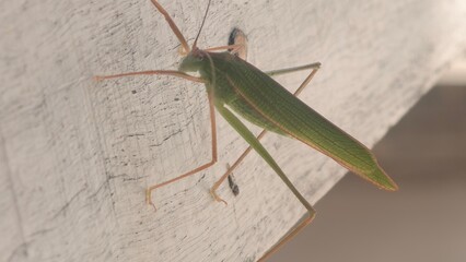 A Katydid on a Rustic Wooden Plank, Close-Up of a Green Katydid on a Weathered Wooden Surface with Detailed Wing Veins