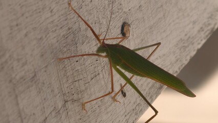 A Vivid Green Katydid Resting Calmly on a Rustic Wooden Plank, Macro View of a Leaf-mimicking Grasshopper on Weathered Wood
