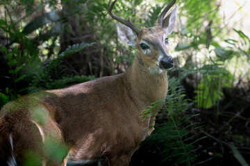 deer in the woods