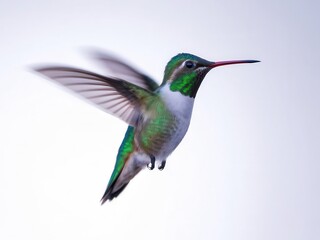 Fototapeta premium Agile flight of a hummingbird in its natural habitat, freedom and nature