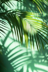 Palm leaves leaf shadow overlay effect