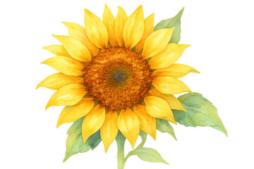 Obraz premium Vibrant watercolor sunflower blooming with delicate petals, rendering radiant colors against transparent background
