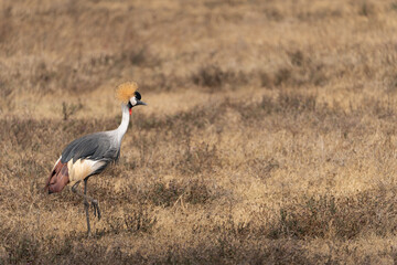 crowned crane