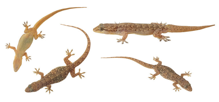 Several common house geckos (Gekko chinensis) in China taken from different angles on white background.