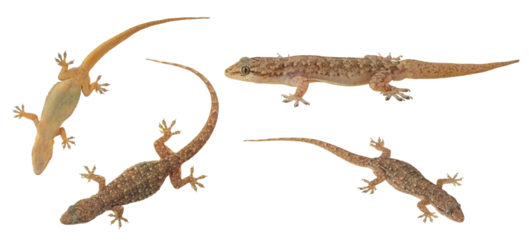 Several common house geckos (Gekko chinensis) in China taken from different angles on white background.