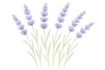 Obraz premium Delicate watercolor lavender blooms floating on translucent surface, creating soft botanical accent for creative projects