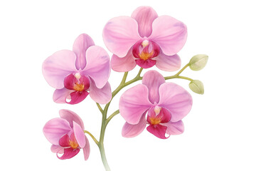Fototapeta premium Delicate pink phalaenopsis orchid blossoming against transparent backdrop, highlighting botanical elegance and natural beauty