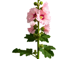  Hollyhock Stem with Multiple Blossoms and Buds, Vertical Side Profile with Green Leaves, Transparent PNG