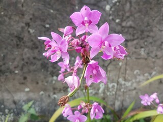 purple flowers in the garden